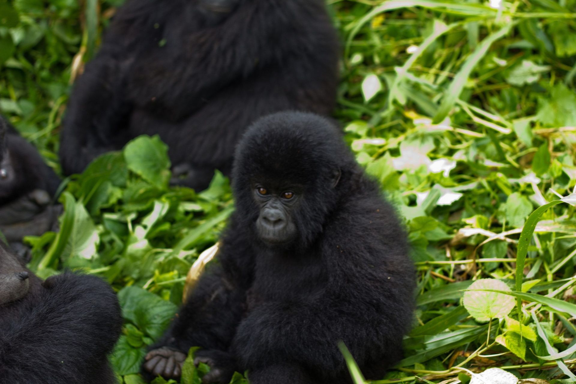 Un gorille de montagne dans le massif de Virunga